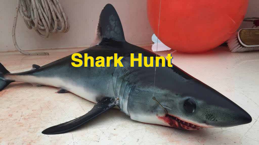gloucester massachusetts shark fishing trips