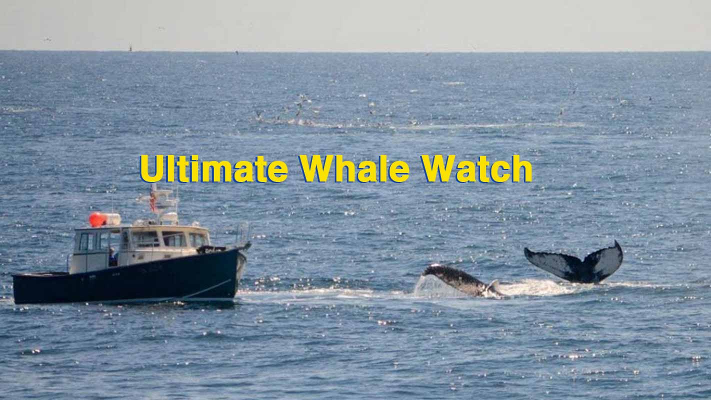 private whale watching gloucester ma